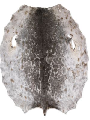 hyljenahka luonnonvärinen ring seal laatuluokka A/B
